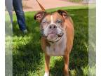 Boxer DOG FOR ADOPTION RGADN-1173922 - Alexa - Boxer (short coat) Dog For