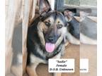 German Shepherd Dog DOG FOR ADOPTION RGADN-1173930 - Sadie - German Shepherd Dog