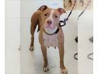 American Pit Bull Terrier Mix DOG FOR ADOPTION RGADN-1173937 - Sidney - Pit Bull