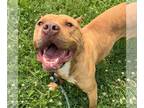 American Staffordshire Terrier Mix DOG FOR ADOPTION RGADN-1173939 - Tiffany -