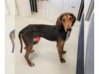 Coonhound DOG FOR ADOPTION RGADN-1173943 - Dagwood - Coonhound (short coat) Dog