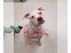 Boxer Mix DOG FOR ADOPTION RGADN-1173944 - Porsche - Boxer / Mixed (short coat)