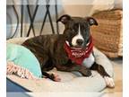 American Staffordshire Terrier Mix DOG FOR ADOPTION RGADN-1173953 - WIGGS -
