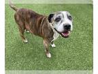 American Staffordshire Terrier Mix DOG FOR ADOPTION RGADN-1173954 - LONE STAR