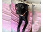 Labrador Retriever Mix DOG FOR ADOPTION RGADN-1173957 - Meatloaf - Labrador