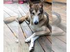 Huskies Mix DOG FOR ADOPTION RGADN-1173958 - Aspen - Smooth Collie / Husky /