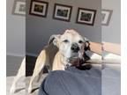 Labrador Retriever Mix DOG FOR ADOPTION RGADN-1173961 - Nicki Notebook -
