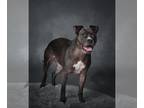 Staffordshire Bull Terrier DOG FOR ADOPTION RGADN-1173962 - Rose (of Rose and