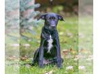 Labrador Retriever Mix DOG FOR ADOPTION RGADN-1173967 - Silvia D5853 - Labrador