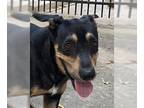 Australian Kelpie-Labrador Retriever Mix DOG FOR ADOPTION RGADN-1173970 - Oliver