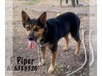 German Shepherd Dog Mix DOG FOR ADOPTION RGADN-1173973 - PIPER - German Shepherd