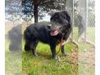 Eurasier-Retriever Mix DOG FOR ADOPTION RGADN-1173976 - Athena - Retriever /