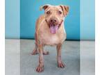 American Pit Bull Terrier Mix DOG FOR ADOPTION RGADN-1173978 - BAILEY - Pit Bull
