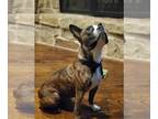 Boston Terrier DOG FOR ADOPTION RGADN-1173979 - Bridget (Adoption Pending) -