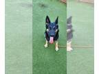 German Shepherd Dog DOG FOR ADOPTION RGADN-1173982 - STELLA - German Shepherd