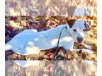 Boxer DOG FOR ADOPTION RGADN-1173986 - Cheyenne - Boxer Dog For Adoption