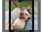 American Pit Bull Terrier Mix DOG FOR ADOPTION RGADN-1174004 - Hooch - Pit Bull