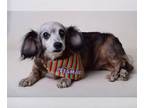 Dachshund Mix DOG FOR ADOPTION RGADN-1174008 - Chloe - Dachshund / Mixed Dog For