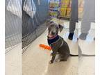 American Pit Bull Terrier Mix DOG FOR ADOPTION RGADN-1174010 - Tressa - Better