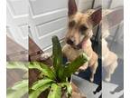 Labrador Retriever Mix DOG FOR ADOPTION RGADN-1174012 - Bellz - Shepherd /