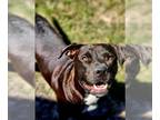 Labrador Retriever Mix DOG FOR ADOPTION RGADN-1174017 - BOSCO - Labrador
