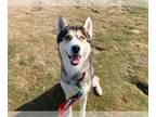 Siberian Husky DOG FOR ADOPTION RGADN-1174024 - NILES - Siberian Husky (medium