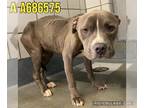 American Staffordshire Terrier DOG FOR ADOPTION RGADN-1174025 - ZEUS - American