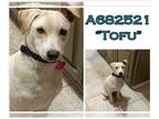 Labrador Retriever Mix DOG FOR ADOPTION RGADN-1174041 - TOFU - Labrador