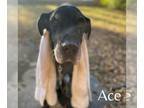 Great Dane DOG FOR ADOPTION RGADN-1174043 - Ace - Great Dane Dog For Adoption