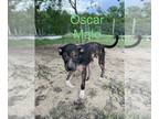 Plott Hound Mix DOG FOR ADOPTION RGADN-1174044 - Oscar - Terrier / Plott Hound /