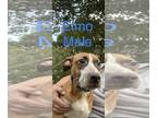 Boxer Mix DOG FOR ADOPTION RGADN-1174047 - Elmo - Boxer / Mixed (short coat) Dog