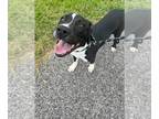 American Pit Bull Terrier DOG FOR ADOPTION RGADN-1174051 - Danny - Oh Danny Boy!