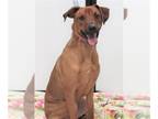 Miniature Pinscher-Vizsla Mix DOG FOR ADOPTION RGADN-1174077 - Benton - Vizsla /