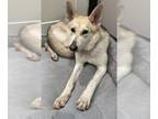 German Shepherd Dog DOG FOR ADOPTION RGADN-1174085 - LAVENDER- IN FOSTER -