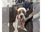 Bullypit DOG FOR ADOPTION RGADN-1174088 - Hammy - Pit Bull Terrier / American