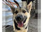 German Shepherd Dog Mix DOG FOR ADOPTION RGADN-1174109 - Kenny - German Shepherd