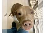 American Pit Bull Terrier DOG FOR ADOPTION RGADN-1174110 - Shelly X-Files 56378