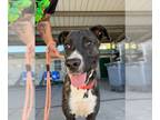 American Pit Bull Terrier Mix DOG FOR ADOPTION RGADN-1174115 - Mona - Pit Bull