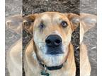 Labrador Retriever Mix DOG FOR ADOPTION RGADN-1174123 - Willie (fka Rascal) -