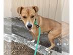 Carolina Dog Mix DOG FOR ADOPTION RGADN-1174126 - Boo - Carolina Dog / Mixed