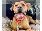 Mastiff Mix DOG FOR ADOPTION RGADN-1174129 - Cruise - Mastiff / Terrier / Mixed