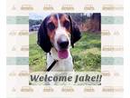 Treeing Walker Coonhound DOG FOR ADOPTION RGADN-1174139 - Jake - Treeing Walker