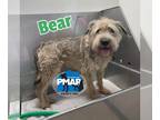Wheaten Terrier Mix DOG FOR ADOPTION RGADN-1174164 - Bear - Wheaten Terrier /