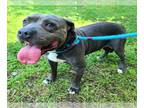 American Pit Bull Terrier DOG FOR ADOPTION RGADN-1174172 - *CAESER - Pit Bull