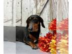 Dachshund DOG FOR ADOPTION RGADN-1174174 - Ada - Dachshund (short coat) Dog For