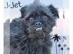 Pugairn DOG FOR ADOPTION RGADN-1174178 - Jet - Pug / Cairn Terrier / Mixed
