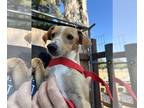 Dachshund Mix DOG FOR ADOPTION RGADN-1174180 - Ben - Dachshund / Mixed Dog For