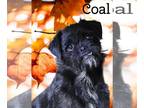 Pugairn DOG FOR ADOPTION RGADN-1174181 - Coal - Pug / Cairn Terrier / Mixed