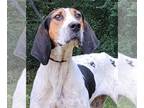 Treeing Walker Coonhound Mix DOG FOR ADOPTION RGADN-1174190 - 231462 Clementine