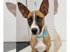 Boxer Mix DOG FOR ADOPTION RGADN-1174191 - Opie - Boxer / Hound / Mixed (short